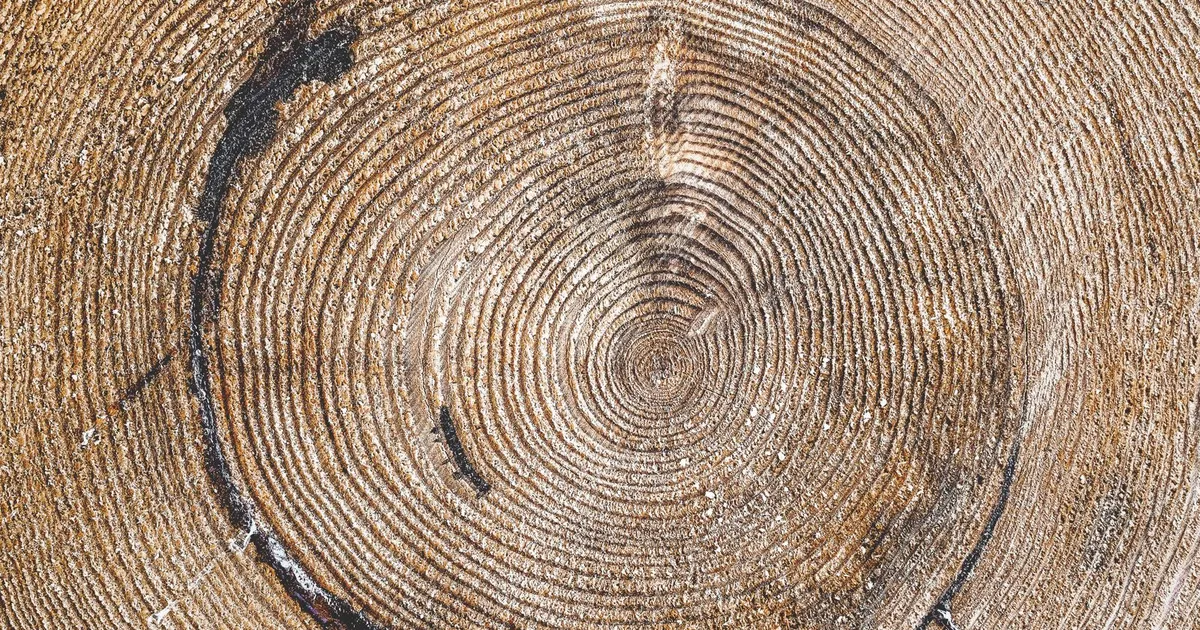 Tree-ring cross-section: the accumulated years a longevity industry has no plan to deploy